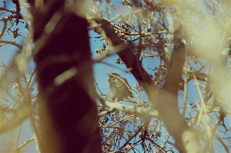 Fotos Gratis Rbol Naturaleza Rama Invierno Planta Fotograf A