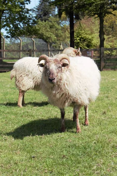 Boreray sheep | Whipsnade Zoo