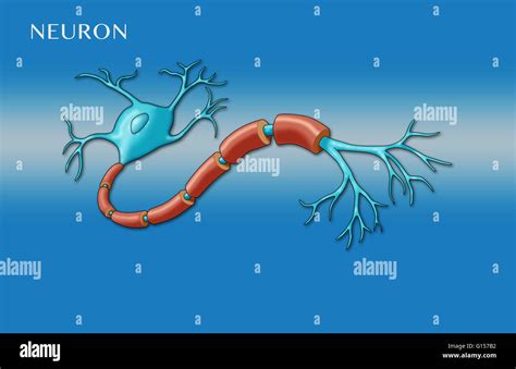 Illustration Of A Motor Neuron Showing Dendrites Nucleus And Soma