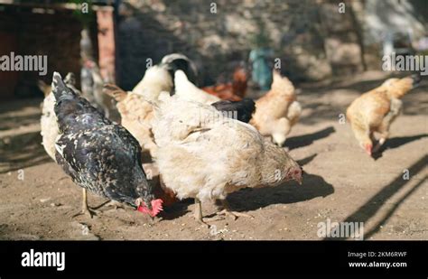 Feeding Chickens In Traditional Rural Barnchickens In Barn Yard On Eco