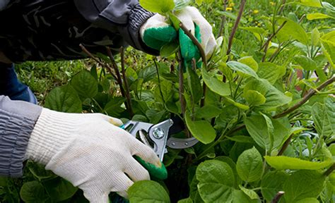 Pruning Big Leaf Hydrangeas Adams Fairacre Farms