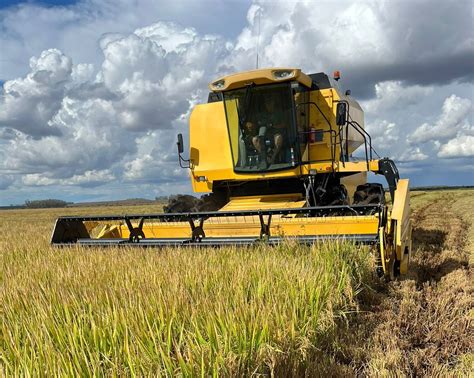 Colheita Do Arroz Ultrapassa Da Rea Na Regi O