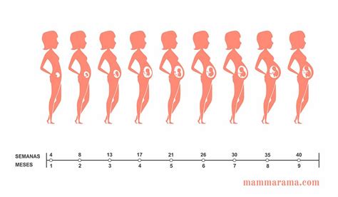 CÓmo Calcular Las Semanas De Embarazo • Mammarama