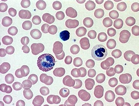 CONNECTIVE TISSUE - BLOOD BLOODFORMING TISSUES