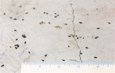 What Do Mouse Droppings Look Like Miche Pest Control