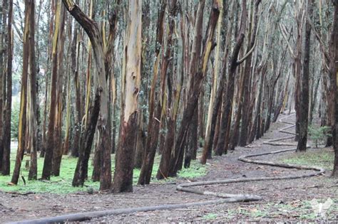 Andy Goldsworthy S Wood Line Art Installation In The Presidio