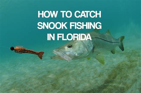 How To Catch Snook Fishing In Florida FishermansAuthority