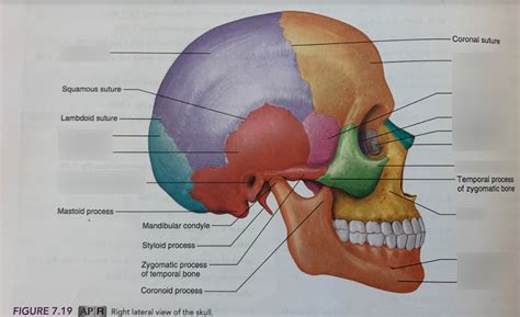 Figure Right Lateral View Of The Skull A P Diagram Quizlet