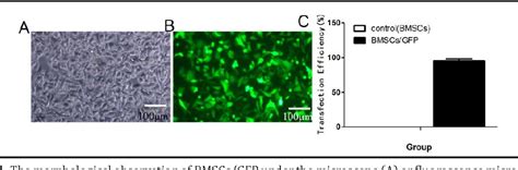 Figure From Combination Of Ginsenoside Rg And Bone Marrow