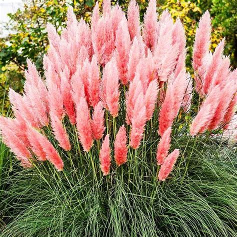 2 Pink Pampas Grass Plug Starter Plant 4 6 Inc Tall Grass Plant Live Garden Outdoor