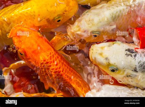 Koi Carps Fish Japanese Swimming Cyprinus Carpio Beautiful Color