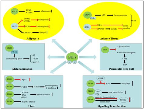 Pharmaceuticals Free Full Text Roles Of Bromodomain Extra Terminal