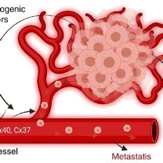 Angiogenesis In Cancer Regulates The Blood Supply To The Tumor The