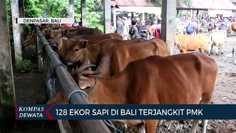 Ekor Sapi Terjangkit Pmk Bali Datangkan Ribu Vaksin Video