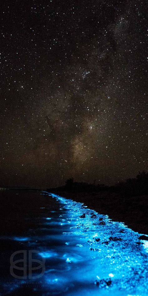 Pin By Sandra Dondero On Moon And Stars Bioluminescence Sea Of Stars