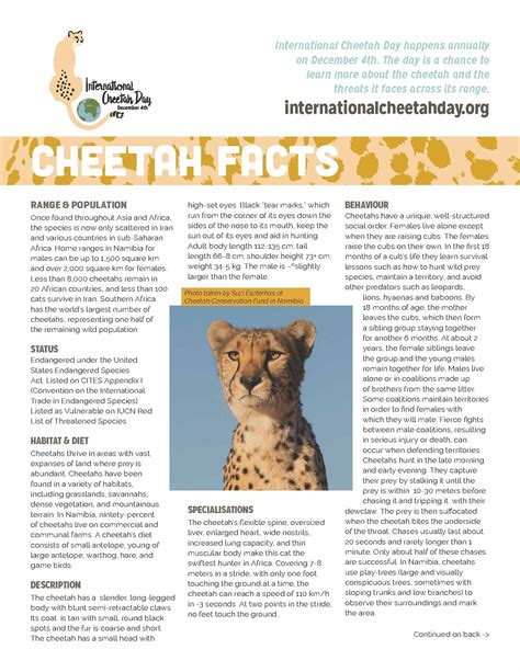 Cheetah Facts Front International Cheetah Day