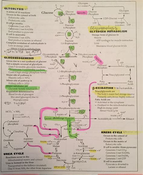 Overview Of Metabolism All In A Flowchart R Mcat