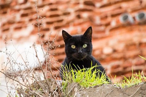 Otro Retrato Del Gato Callejero Sin Hogar Foto Premium