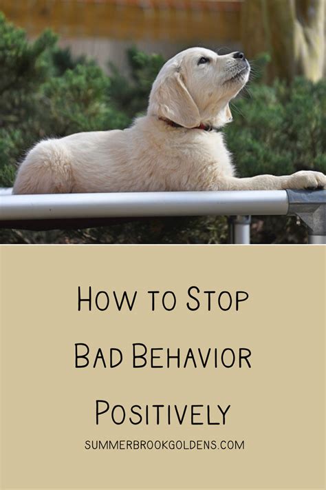 How Do You Stop A Puppy From Having Bad Behavior