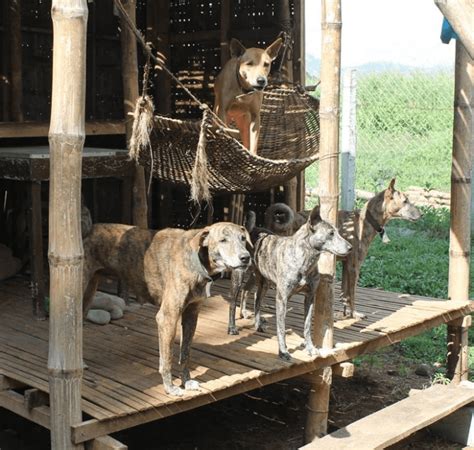 The Philippine Forest Dog, Also Known as the "Asong Gubat," Is a Dog ...