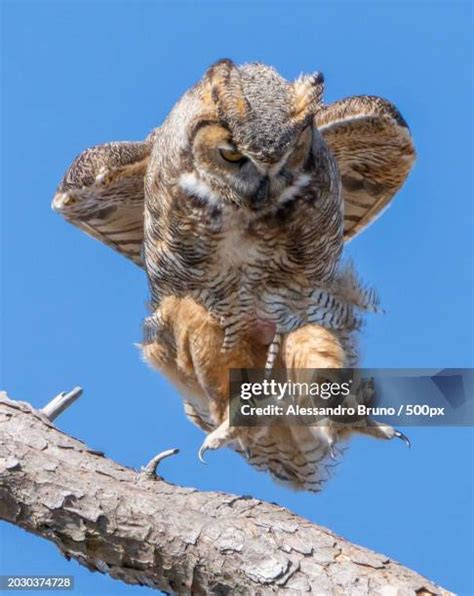 Low Flying Owls Photos and Premium High Res Pictures - Getty Images