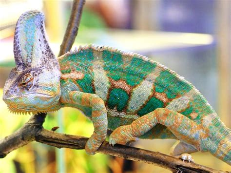 Creating The Perfect Habitat For Your Pet Chameleon Reptiles Magazine