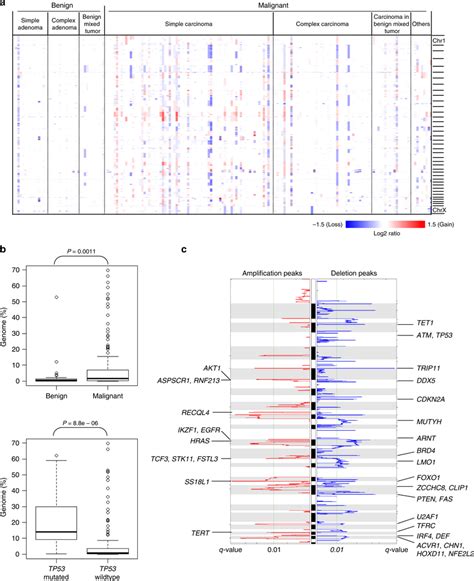 Somatic Copy Number Alterations Scnas In Cmt Genome Profiles A A Download Scientific Diagram