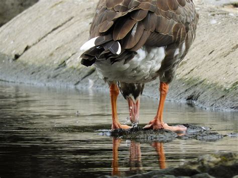 Angsa Greylag Burung Minum Foto Gratis Di Pixabay Pixabay