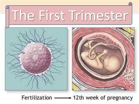 Ppt Human Growth Powerpoint Presentation Free Download Id 1862995