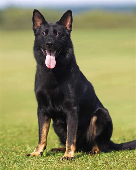 german shepherd colors markings  pictures