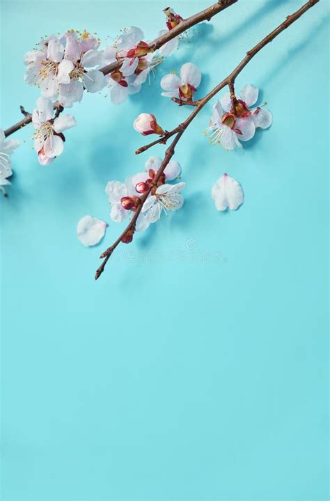 Photo Of Spring White Cherry Blossom Tree On Pastel Blue Wooden