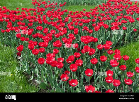 Red Tulip Field Stock Photo - Alamy