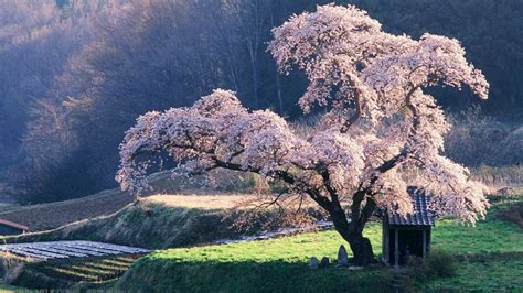 54 Japanese Cherry Blossom Wallpaper 1920×1080