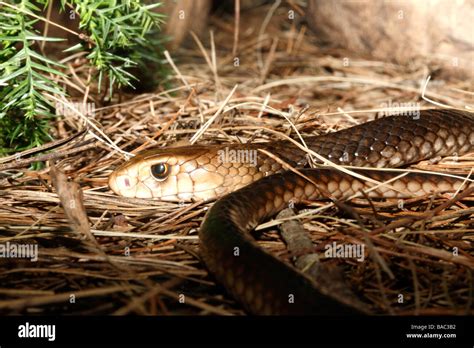 La Serpiente Marr N Oriental Pseudonaja Textilis Tambi N Conocida