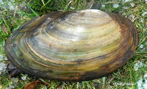 Anodonta cygnea - škeble rybničná | Unionidae - velevrubovití | Natura ...