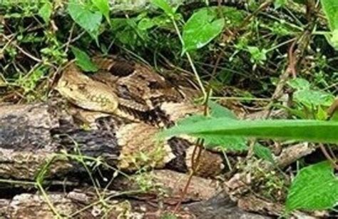 Timber! Understanding the TImber Rattlesnake, Brown County State Park ...