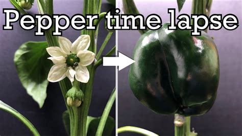 Growing Peppers Time Lapse Flower To Fruit In 60 Days Youtube