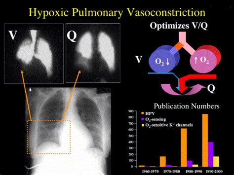 Hypoxic Pulmonary Vasoconstriction Redox Regulation Of O2 Sensitive K