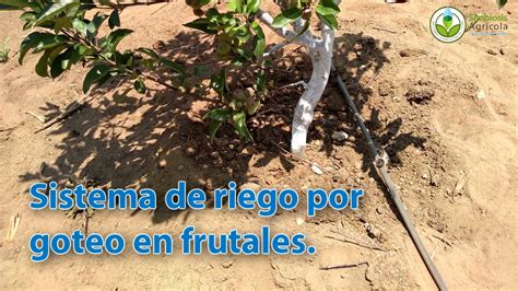 Details Riego Por Goteo Para Rboles Frutales Abzlocal Mx