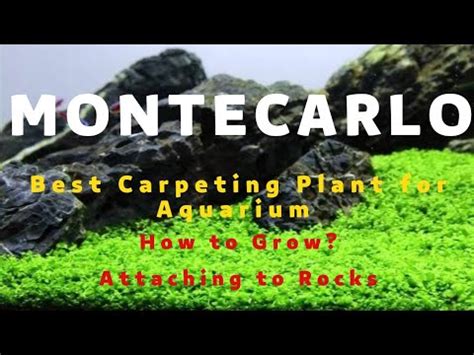 Monte Carlo Planting Guide How To Attach Monte Carlo On Rock