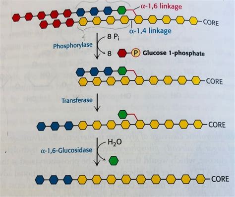 Chap 24 Glycogen Degradation Flashcards Quizlet