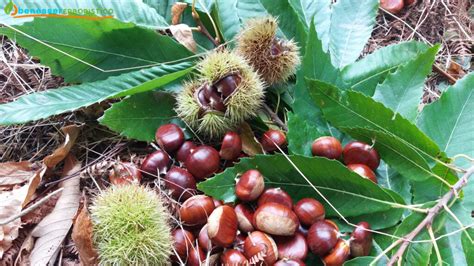 È a Sant Agata di Esaro la Sagra della Castagna più antica di Calabria