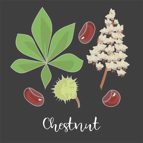 Premium Vector Chestnut Leaf With Flower And Seed On Black