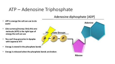 ATP Presentation