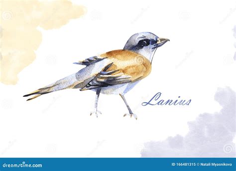 Lanius Bird Watercolor Hand Drawn Illustration. Isolated on White ...