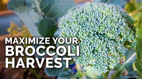 How And When To Harvest Broccoli In 2024 A Nest With A Yard