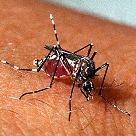 Suspeita de Dengue Saiba como se previnir Laboranálise