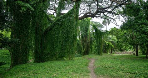 Havana S Parks And Gardens Vc Tours