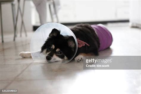 Dog Tearing Up Furniture Photos And Premium High Res Pictures Getty