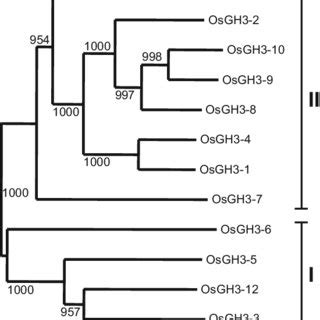 Phylogenetic Relationship Among The Rice Gh Proteins The Unrooted